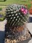 Preview: Mammillaria erythraea